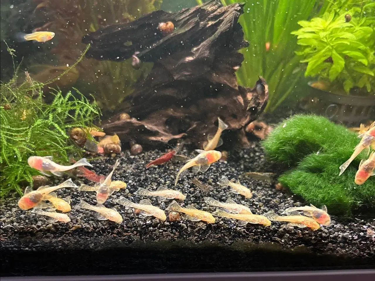 Billede 1 - Golden Ancistrus