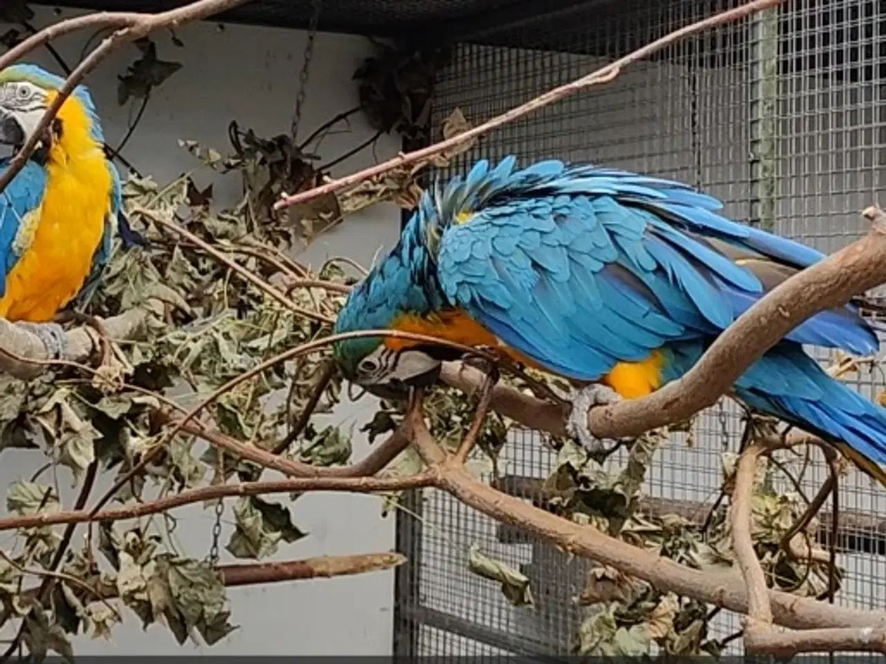 Billede 1 - Blågul ara-par