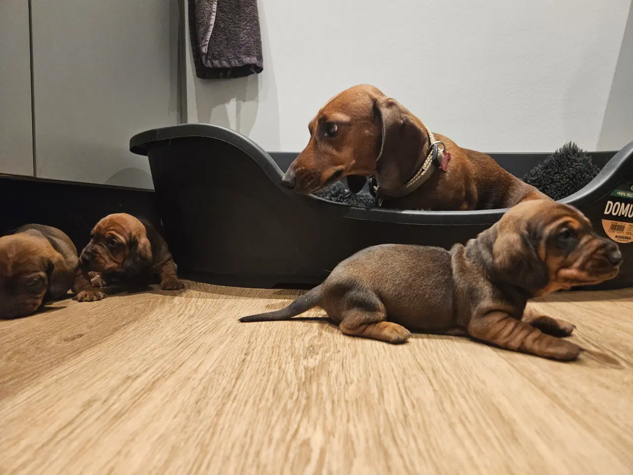 Billede 14 - Gravhundehvalpe 