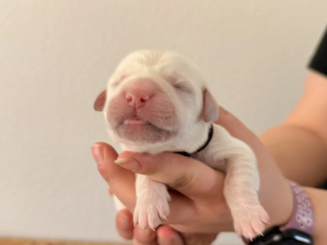 Billede 14 - Golden Retriever/Labrador hvalpe