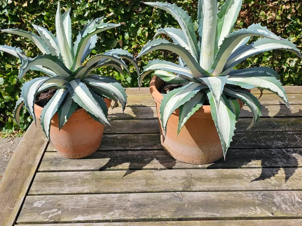 Billede 2 - Almindelig agave 35 cm.