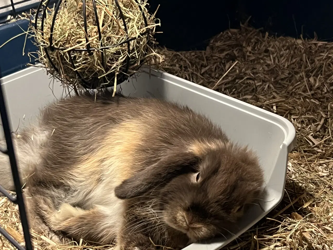 Billede 3 - Sød Minilop Kanin