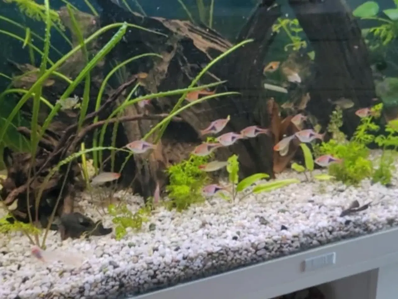 Billede 5 - Juwel akvarie 180l