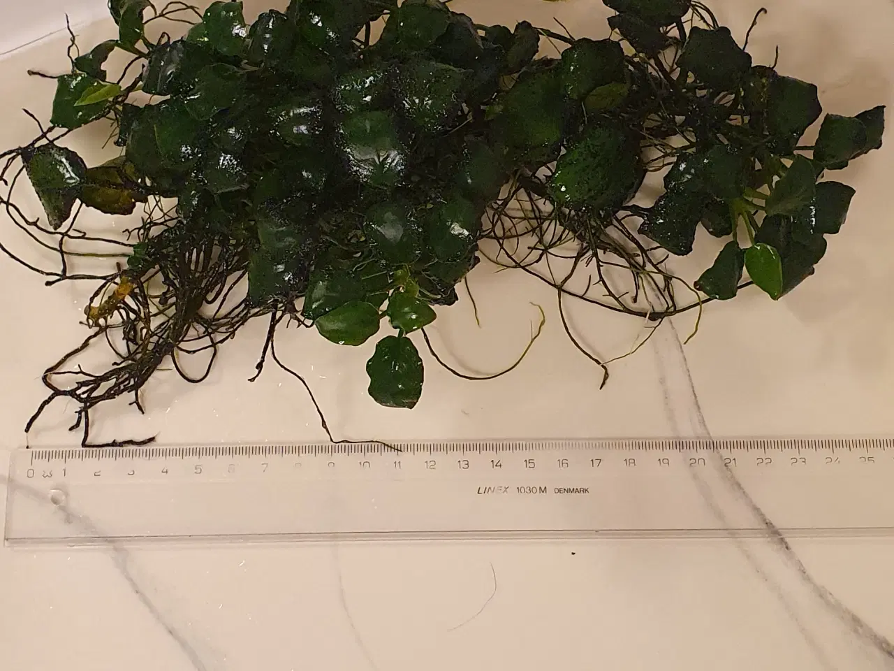 Billede 4 - Anubias. Akvarie planter 25x10