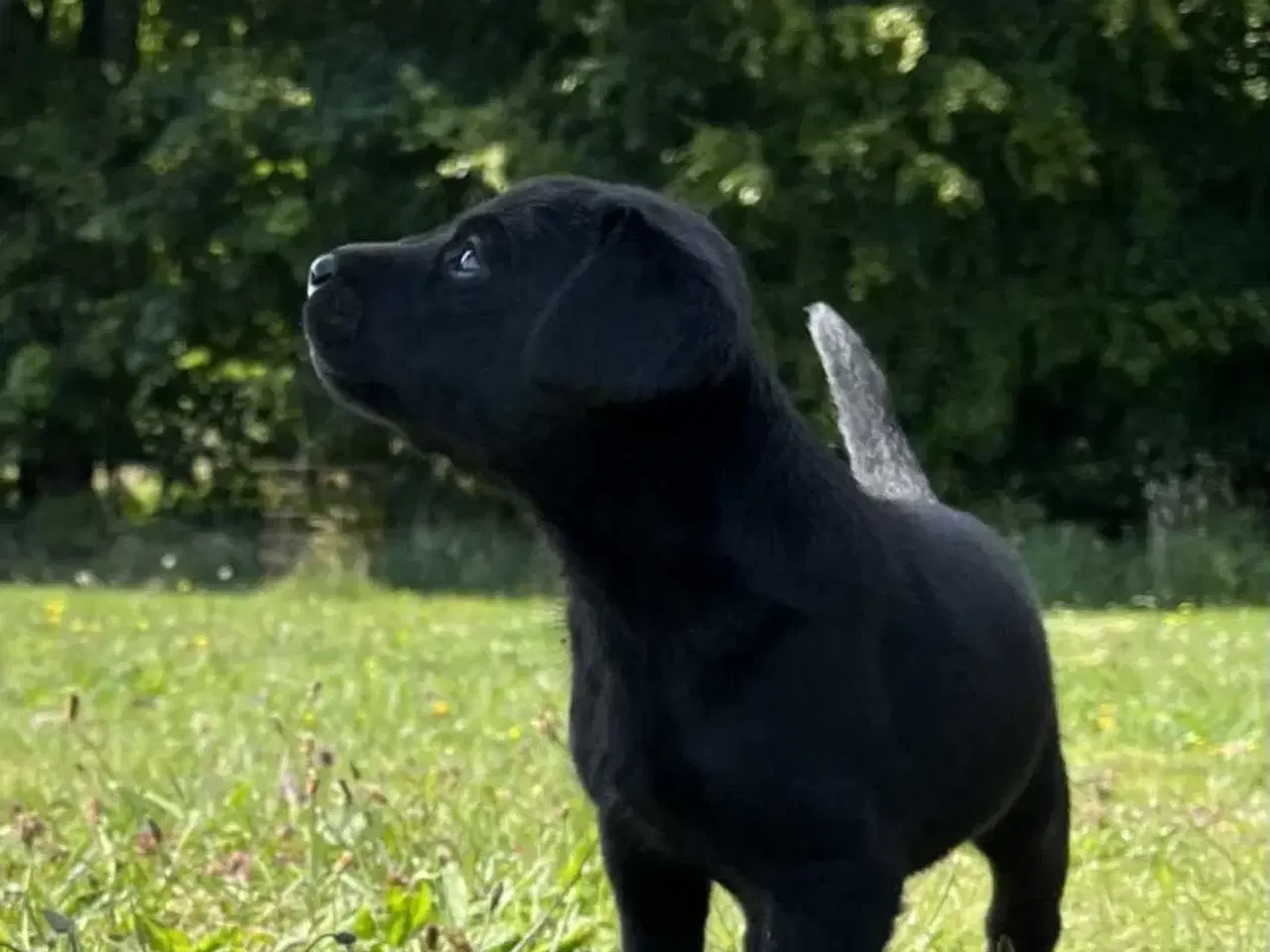 Billede 1 - Labrador hvalpe 