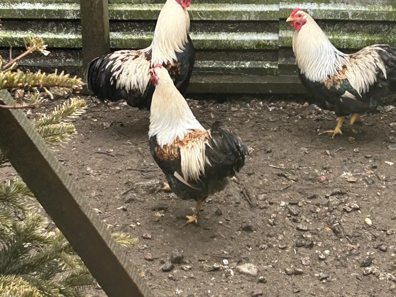 Billede 2 - Dværg høns yandotter