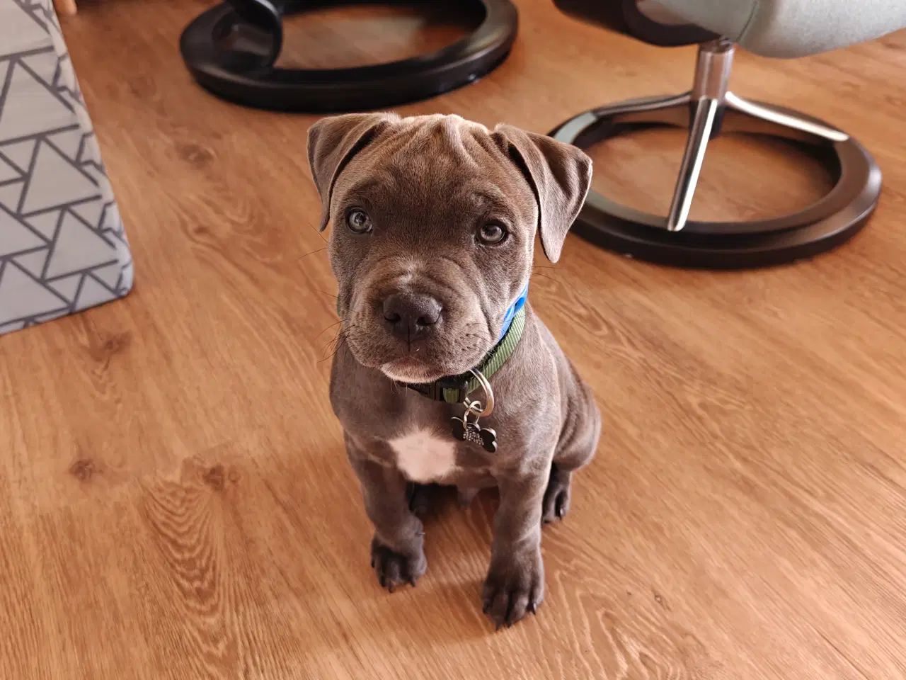 Billede 2 - Engelsk staffordshire bull terrier hvalp