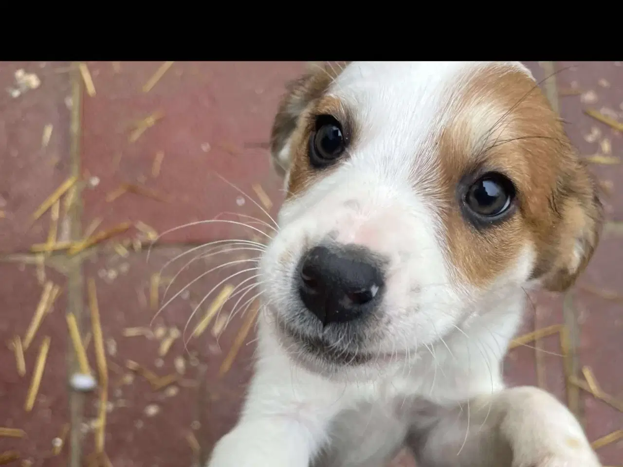 Billede 4 - Sødeste lille Panda søger familie