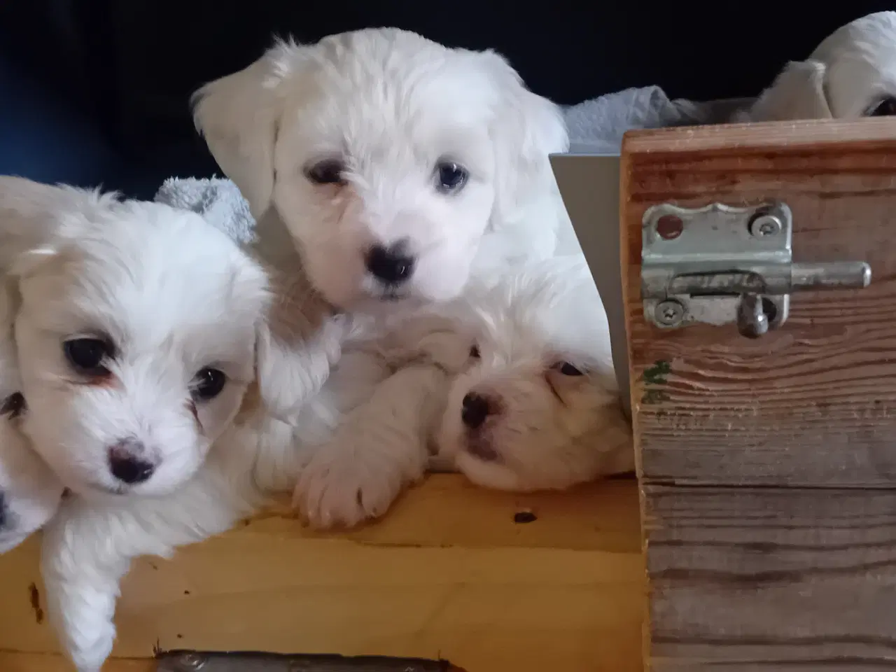 Billede 8 - Coton de Tulear / Malteser. Bomuldshund.