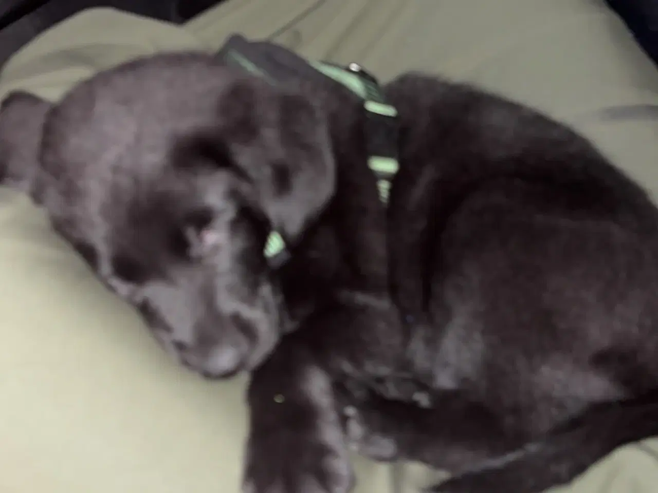 Billede 3 - Hvalp søger nyt hjem🖤