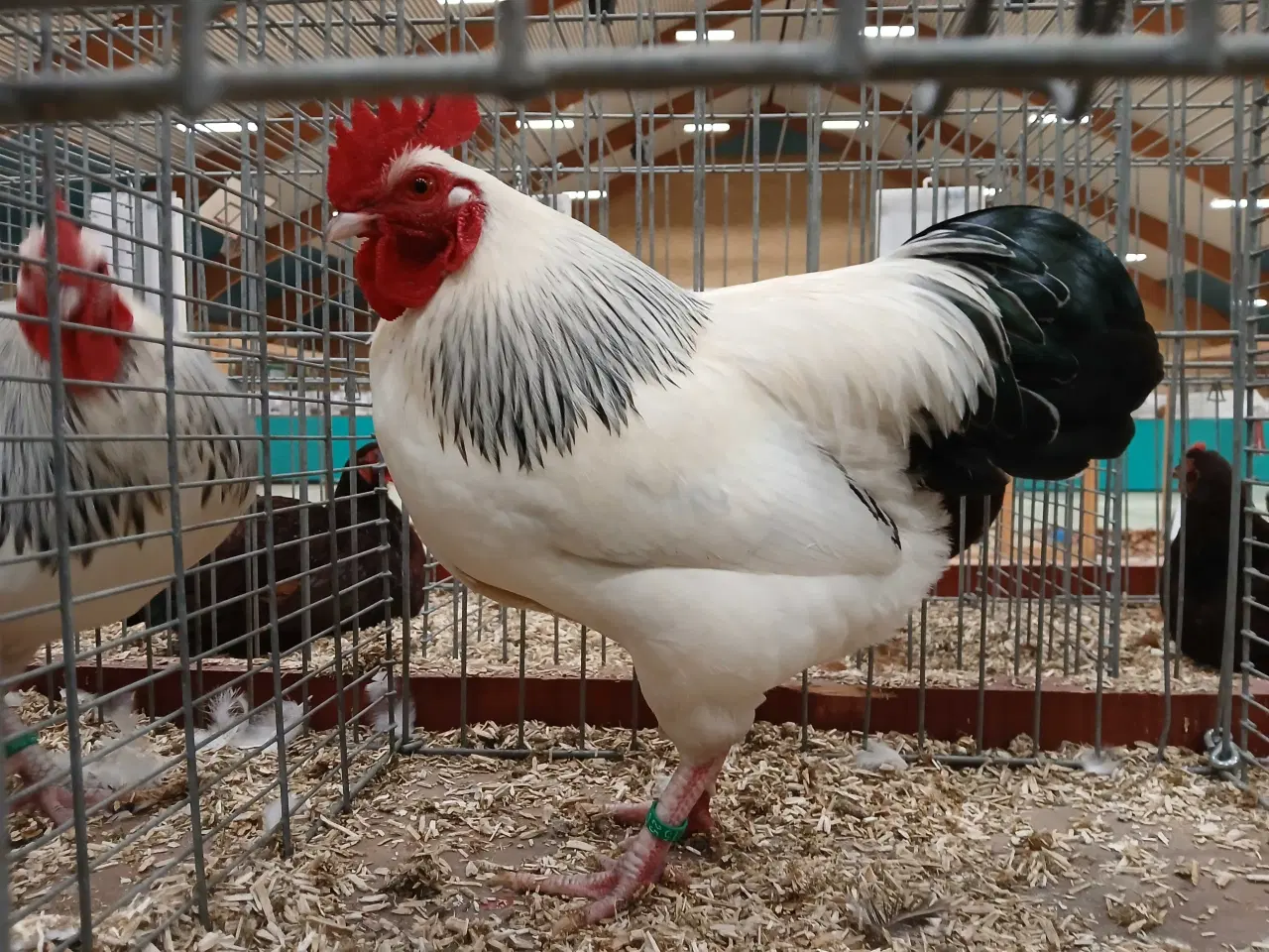 Billede 10 - Dværg Sussex, både høner og haner