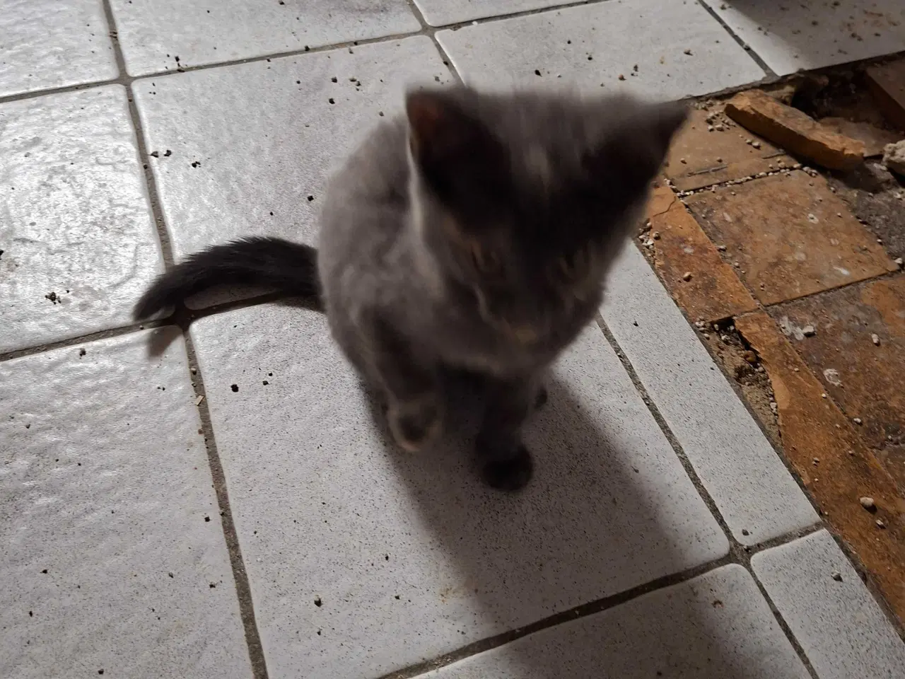 Billede 4 - Kattekillinger sælges