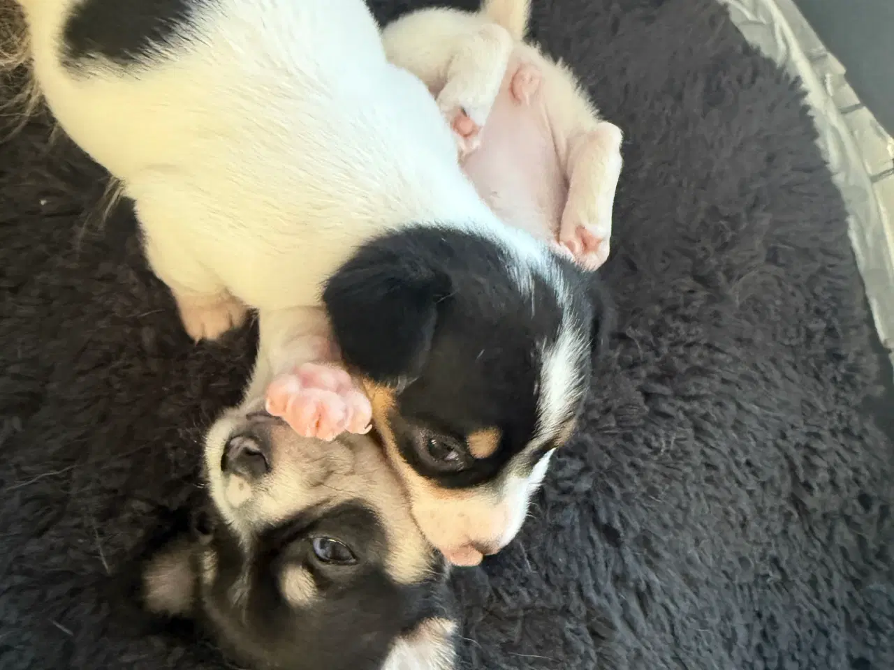Billede 14 - Mini Pomaranin/papillon 