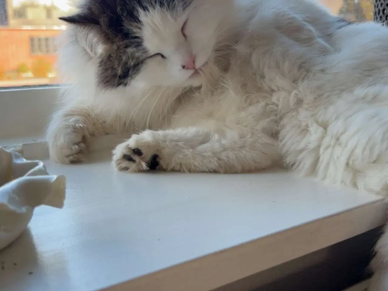 Billede 1 - Hun kat søger nyt hjem