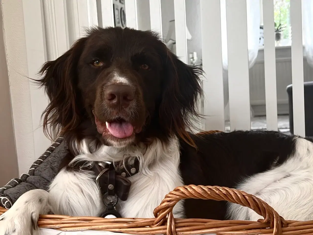 Billede 7 - Salg af Konrad - En fantastisk familiehund og jagt