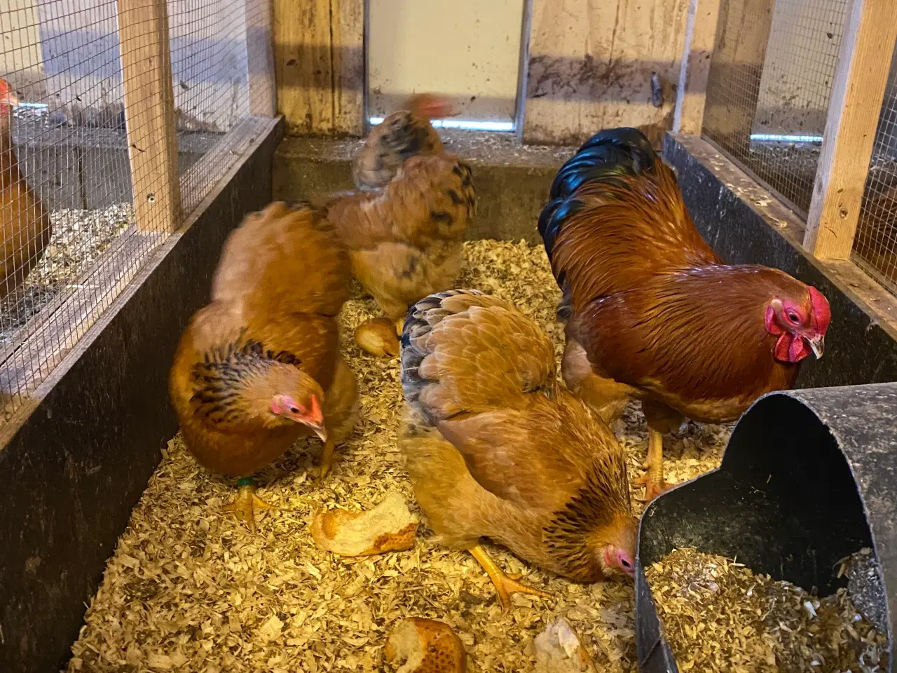 Billede 5 - Dværg Wyandotter og Brune dværg Italiener