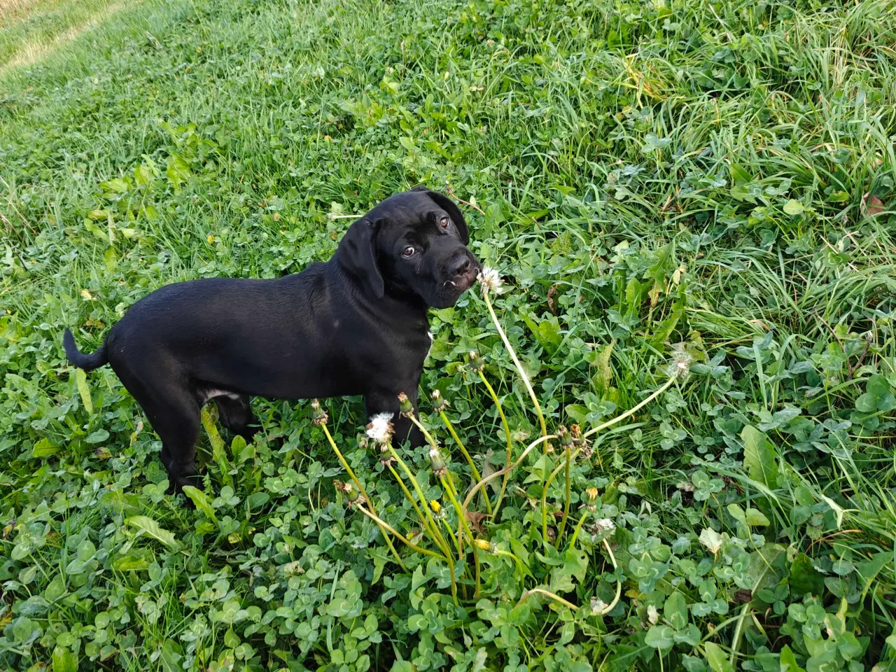 Billede 4 - Cane Corso hvelpe