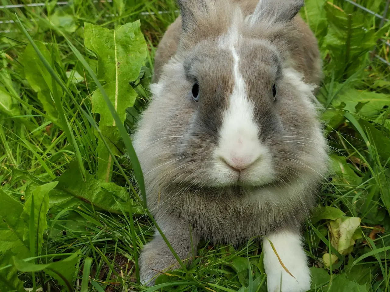 Billede 4 - Fantastiske Sofus 10 mdr.🐰