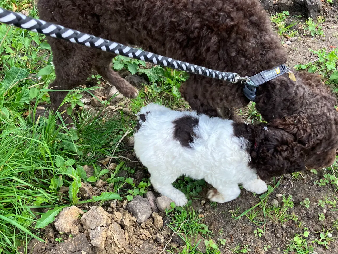 Billede 4 - Lagotto Romagnolo / Kleiner Münsterländer 