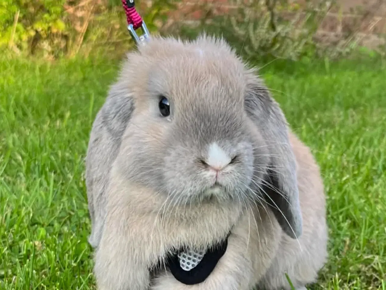 Billede 8 - 4 kælen og søde unger 