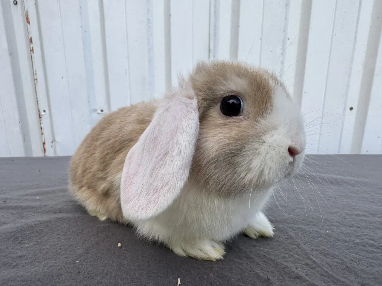Billede 3 - Dværgvædder/Mini lop hunkanin