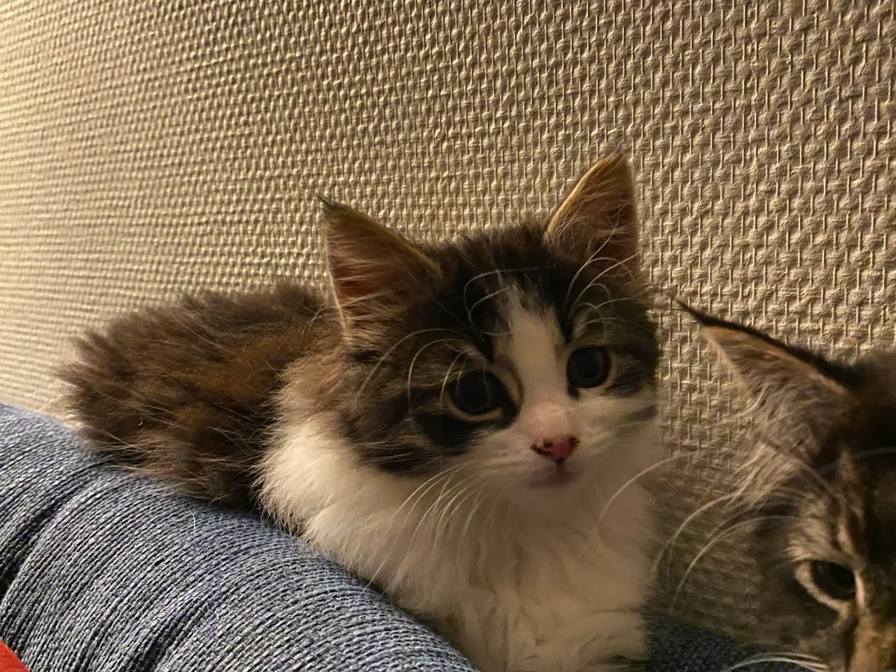 Billede 3 - Polydactyl Maine coon killinger