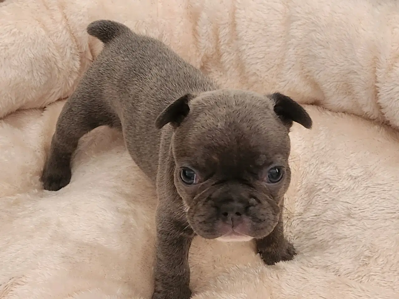 Billede 6 - Fransk bulldog hvalpe