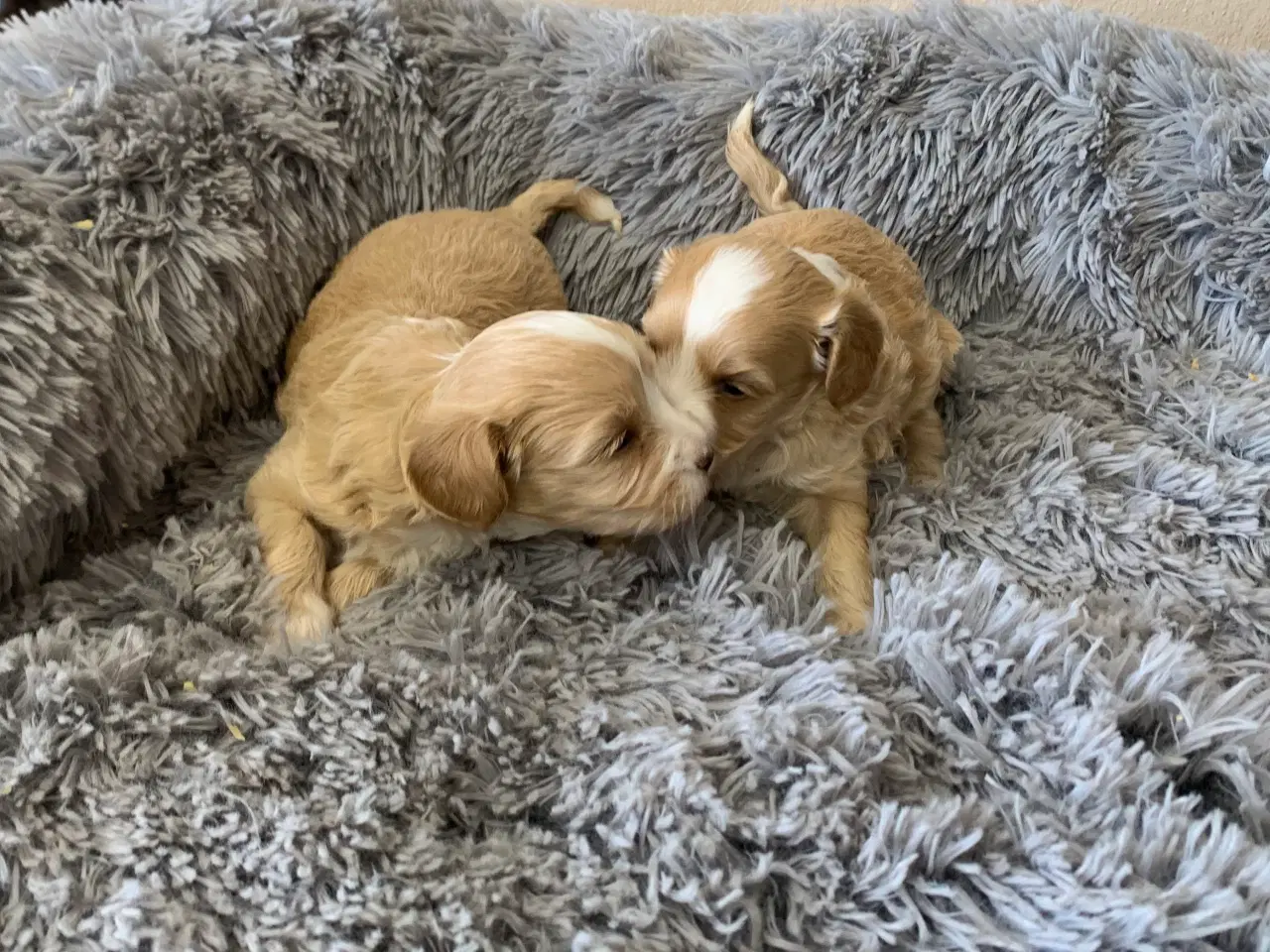 Billede 16 - Små fine Maltipoo babyer 
