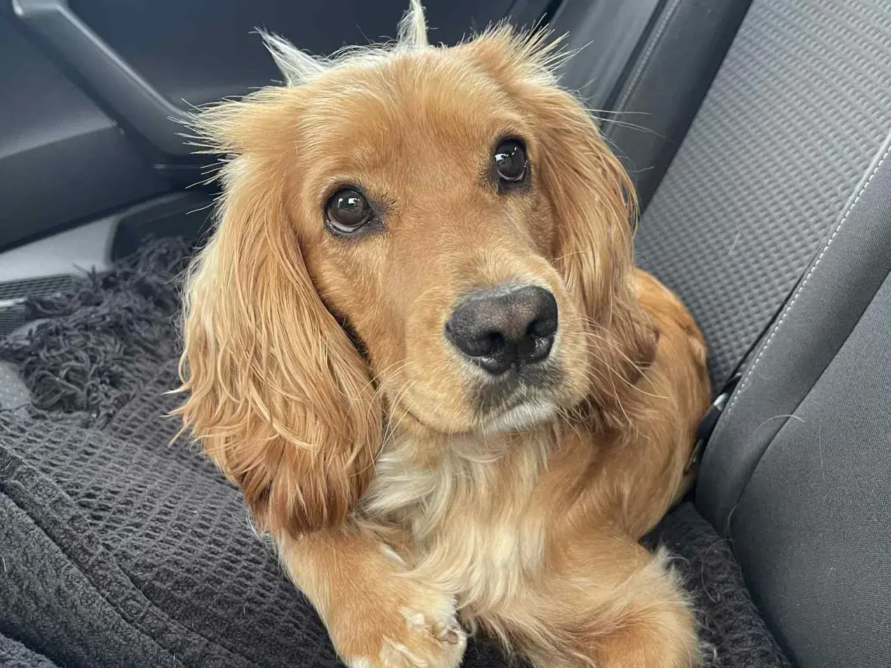 Billede 5 - Lækker Cocker Spaniel til parring