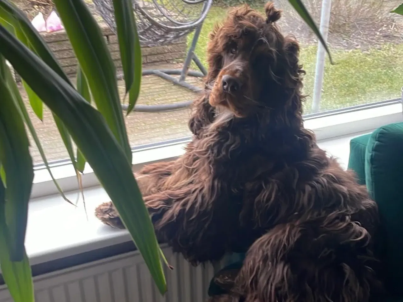 Billede 6 - Avl ikke til salg 