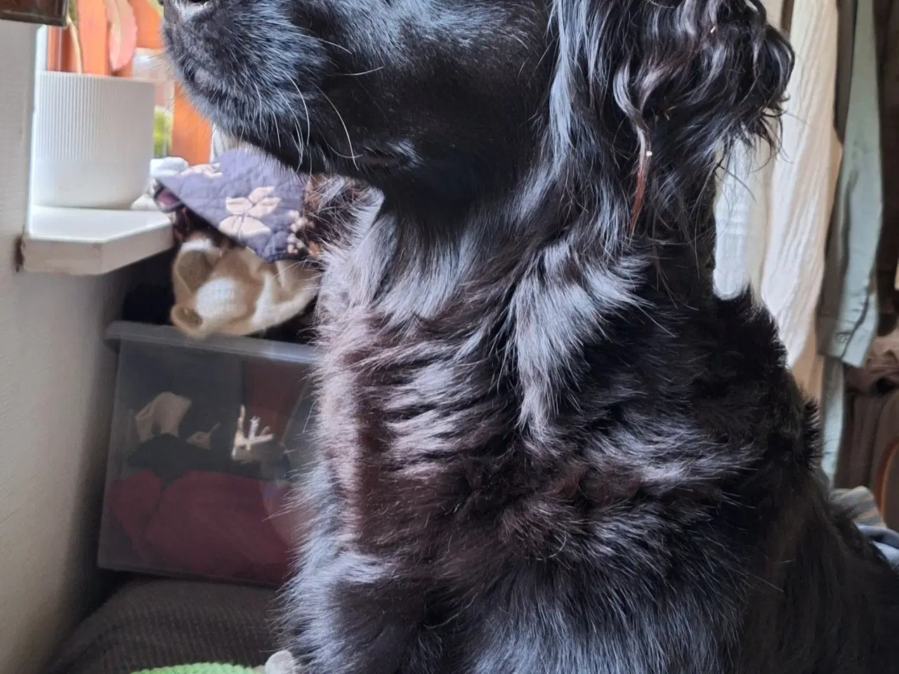 Billede 6 - Sorte Goldendoodle hvalpe