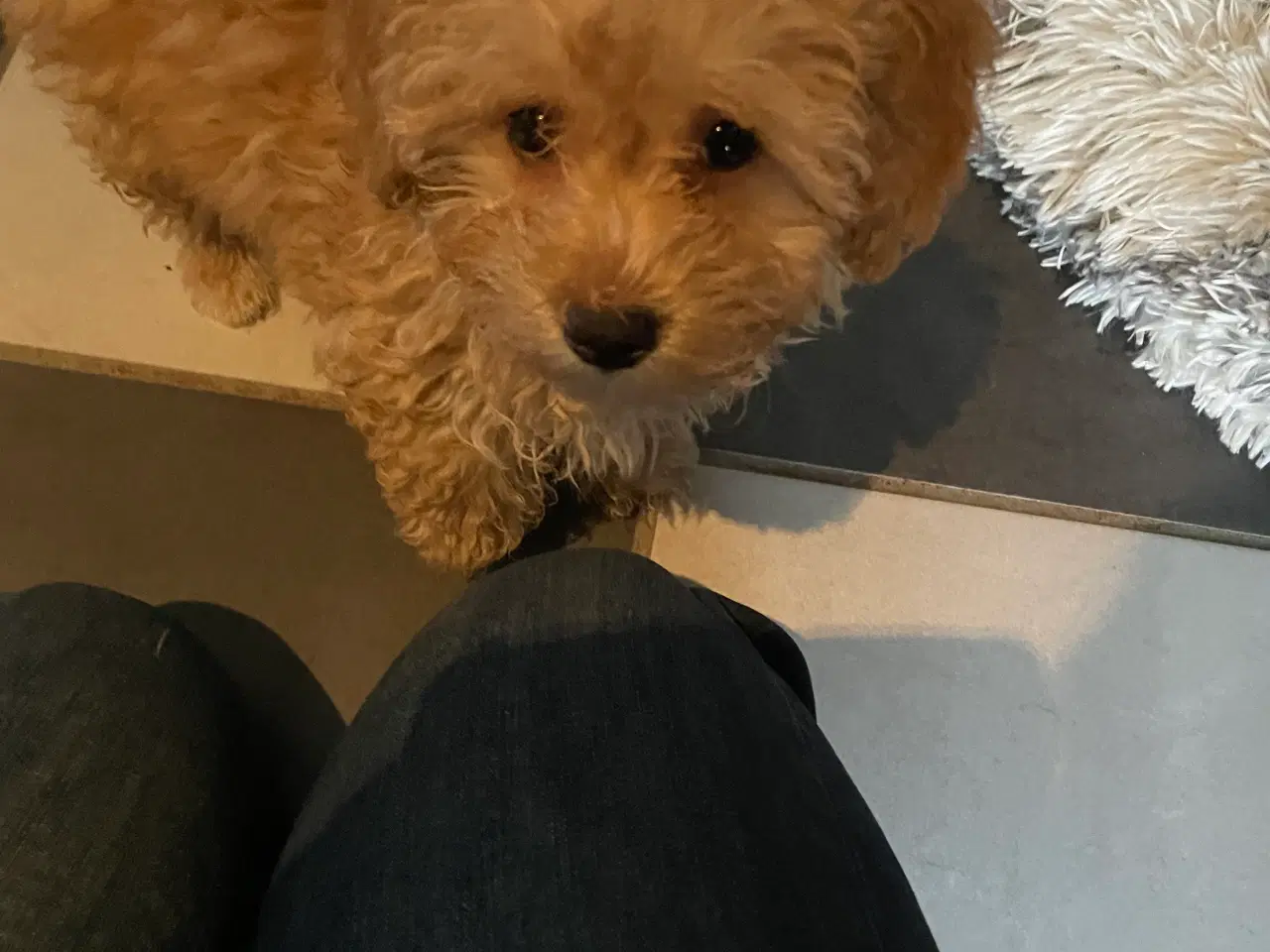 Billede 11 - HAVAPOO HVALPE-REJSEKLARE NU!