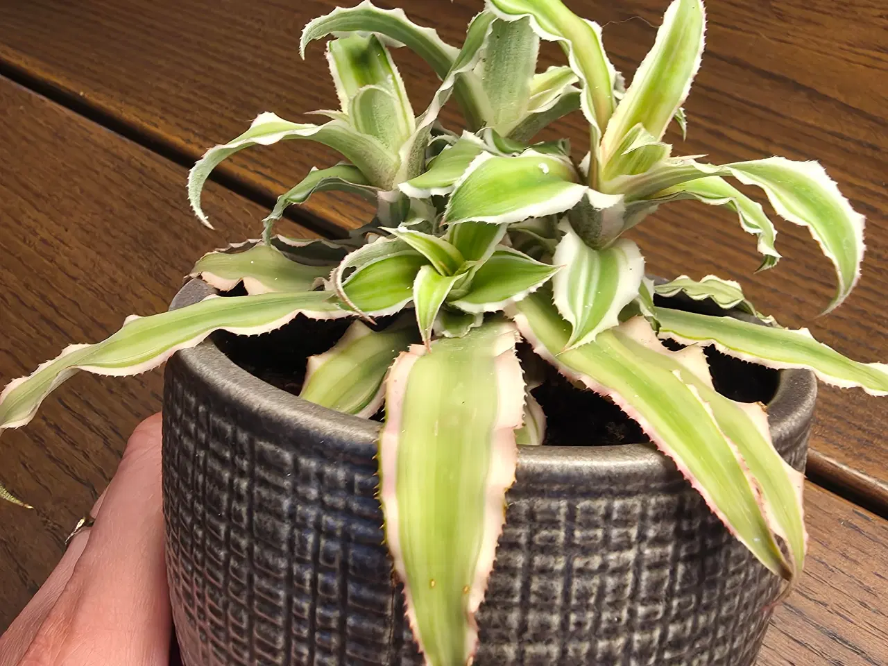 Billede 5 - Planter/stueplanter