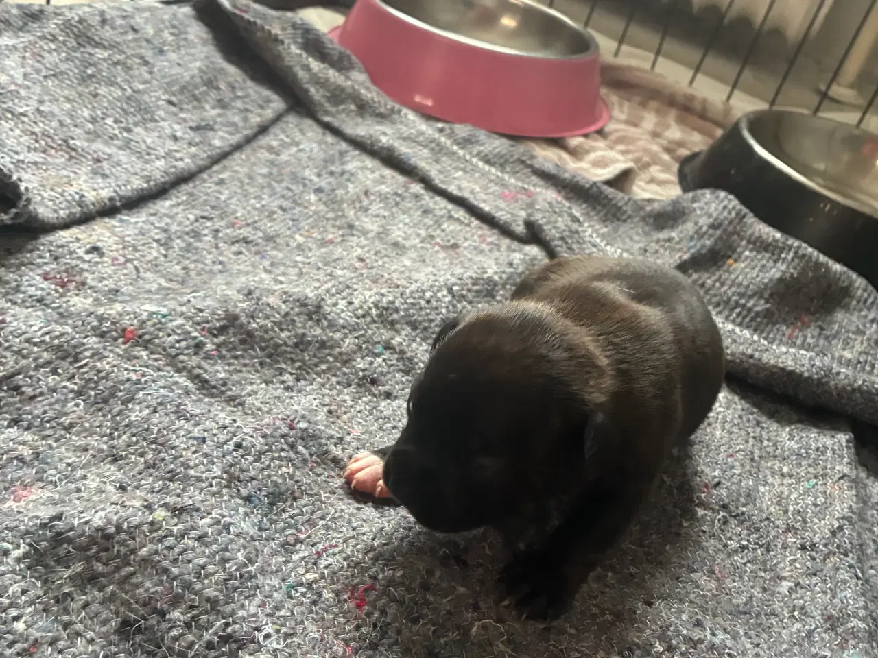 Billede 8 - 4 hvalpe staff 