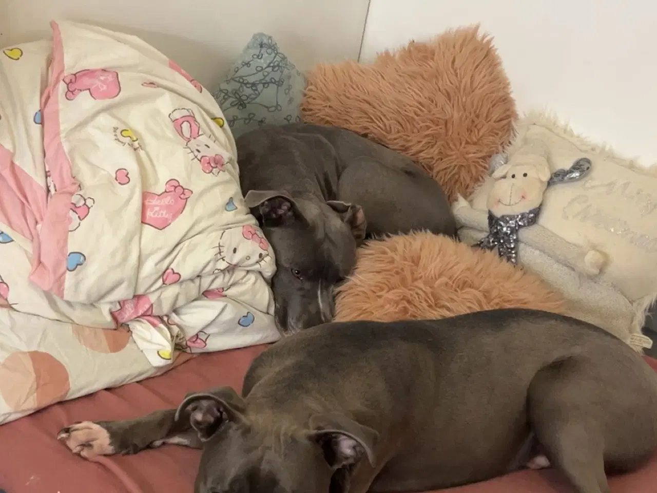 Billede 5 - Hanhund søger nyt hjem