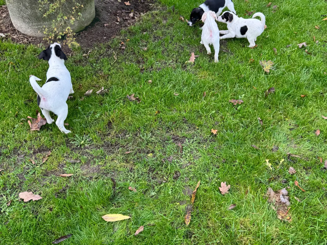 Billede 4 - Dansk/Svensk Gårdhund hvalpe