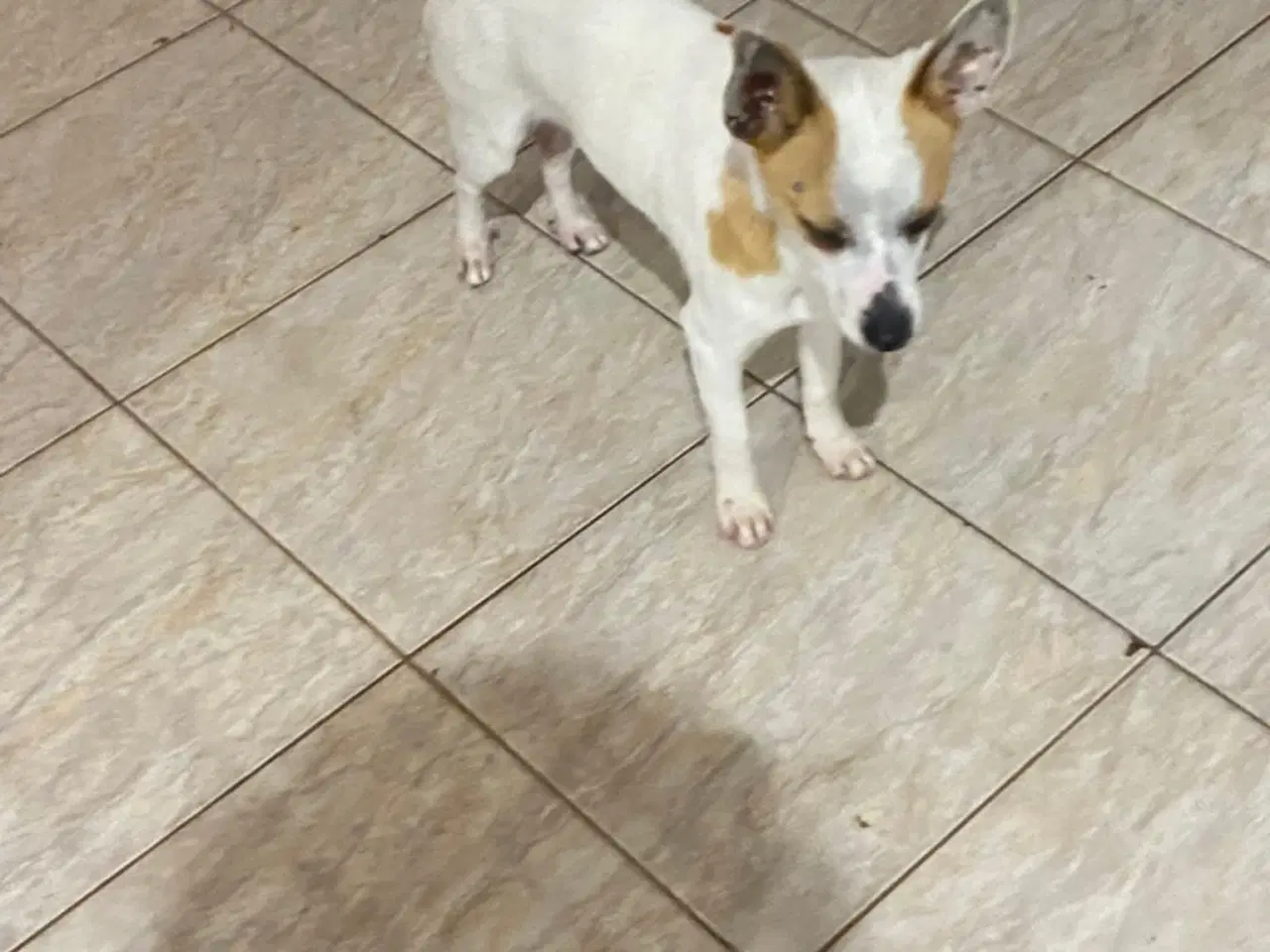 Billede 4 - Lille Viggo leder efter sit eget hjem