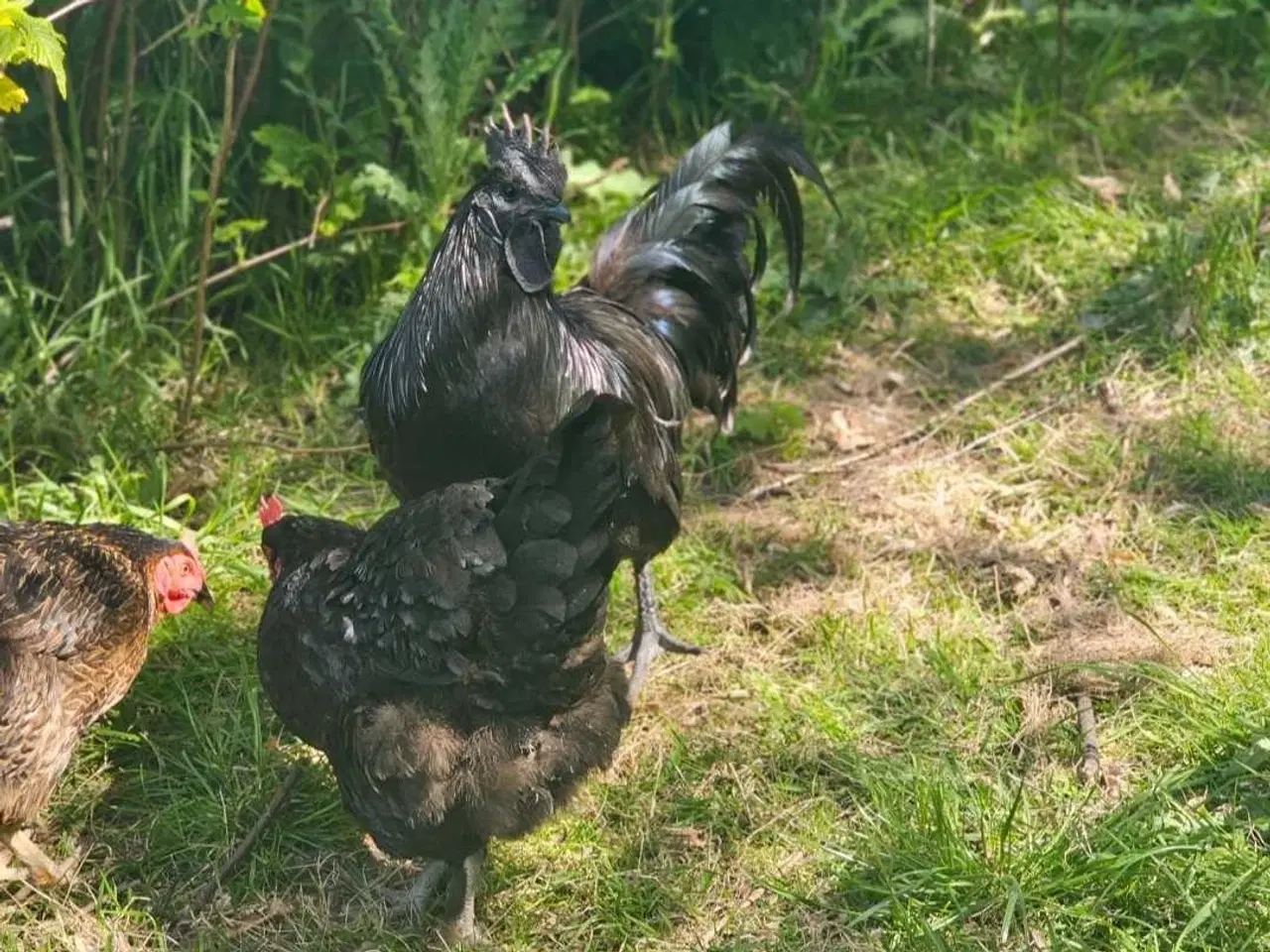 Billede 13 - Ayam Cemani rugeæg 