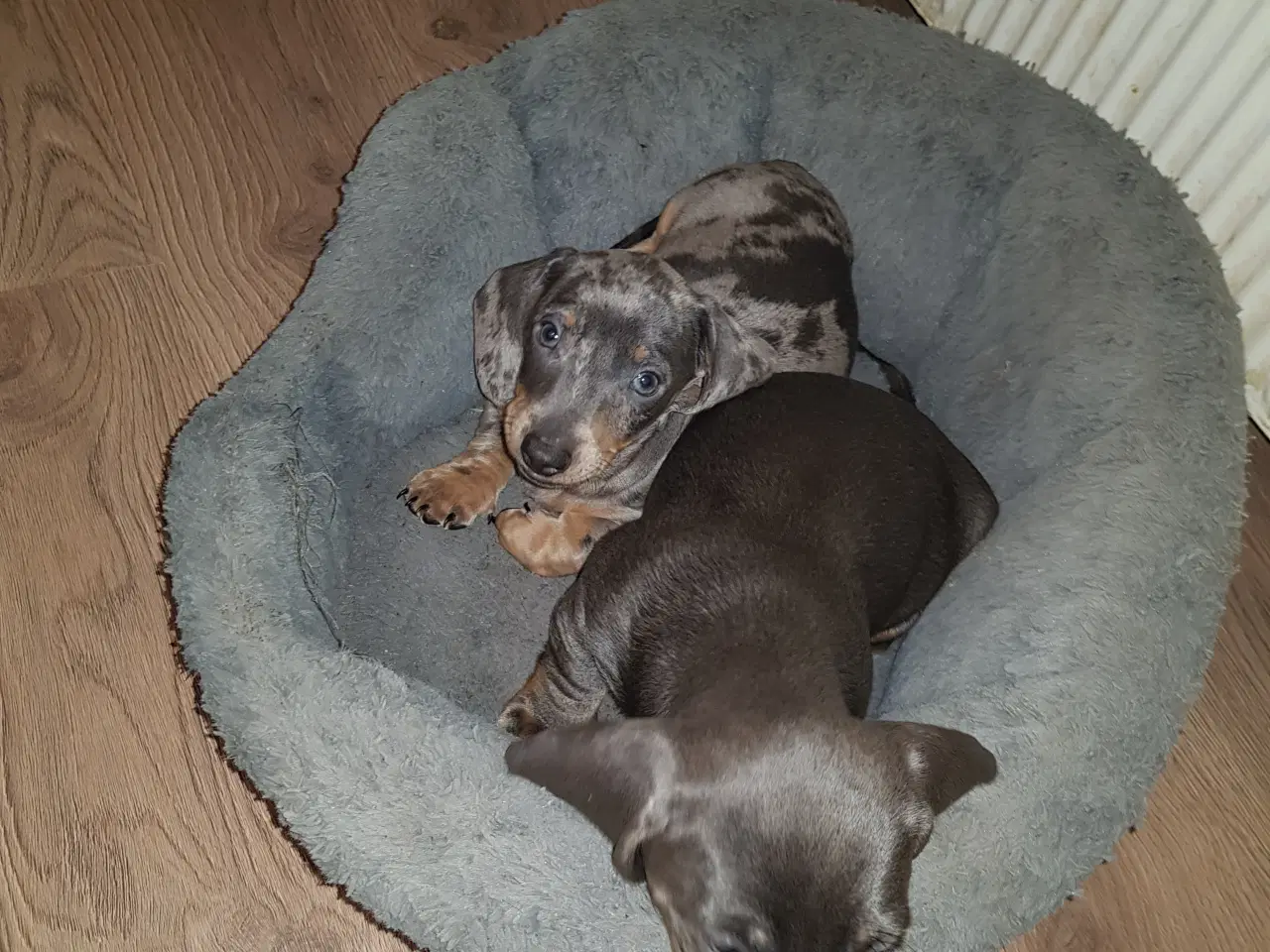 Billede 5 - gravhund