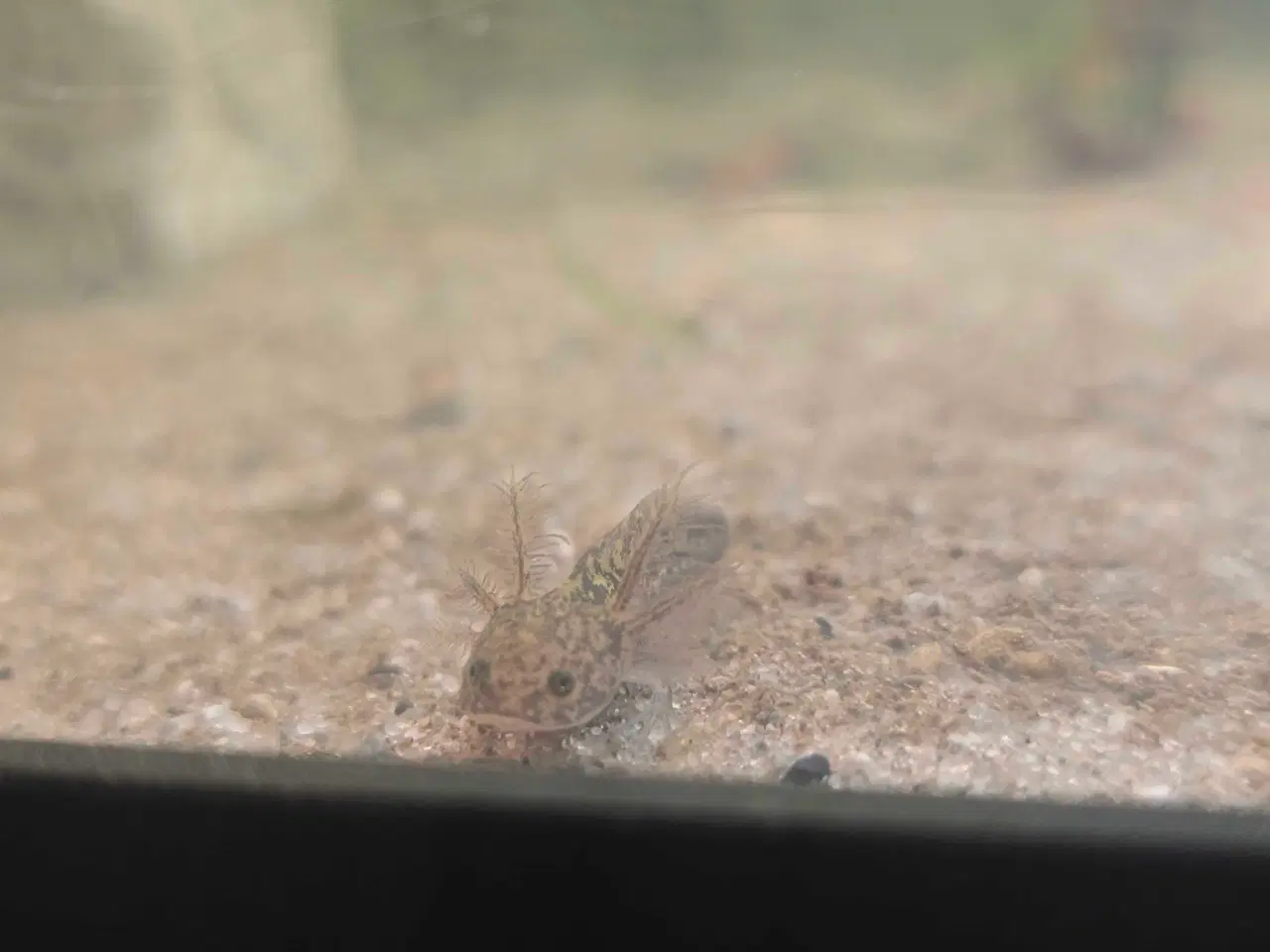 Billede 11 - Axolotl unger fra kendte linjer 