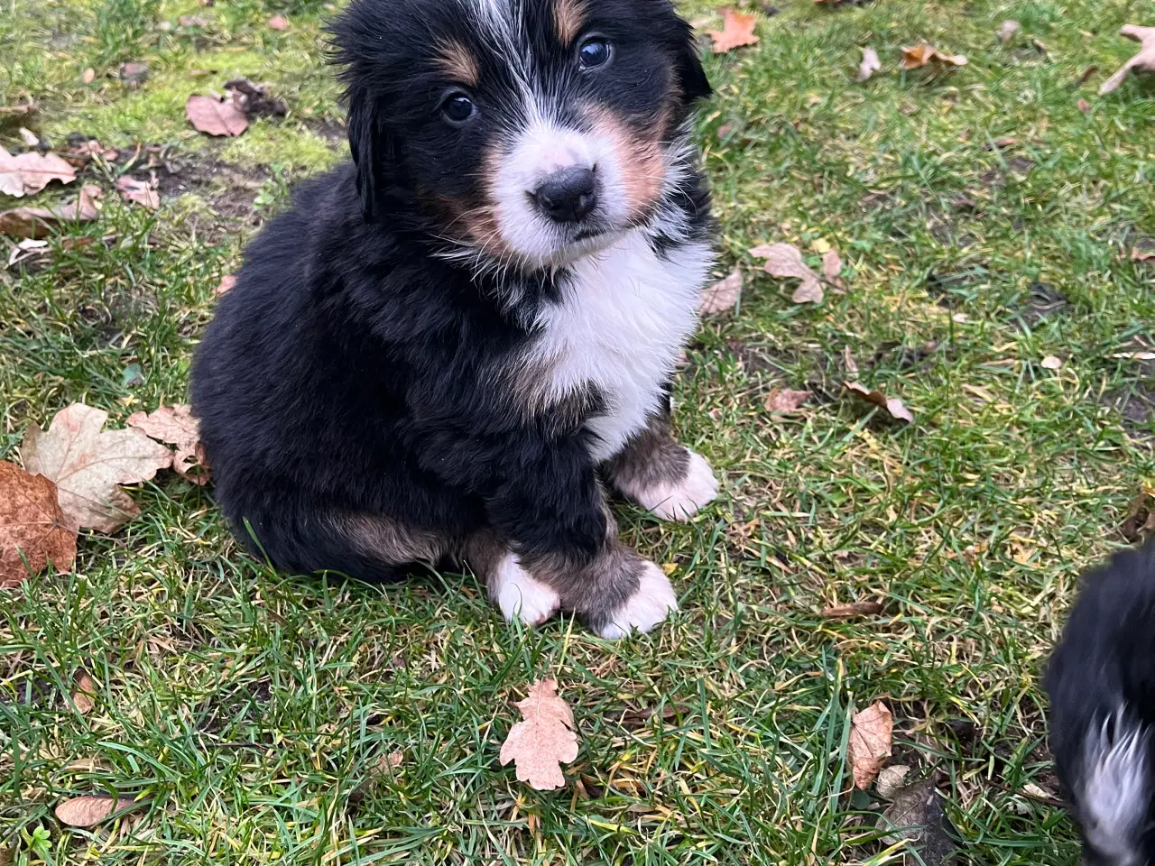 Billede 5 - Berner sennen hvalpe