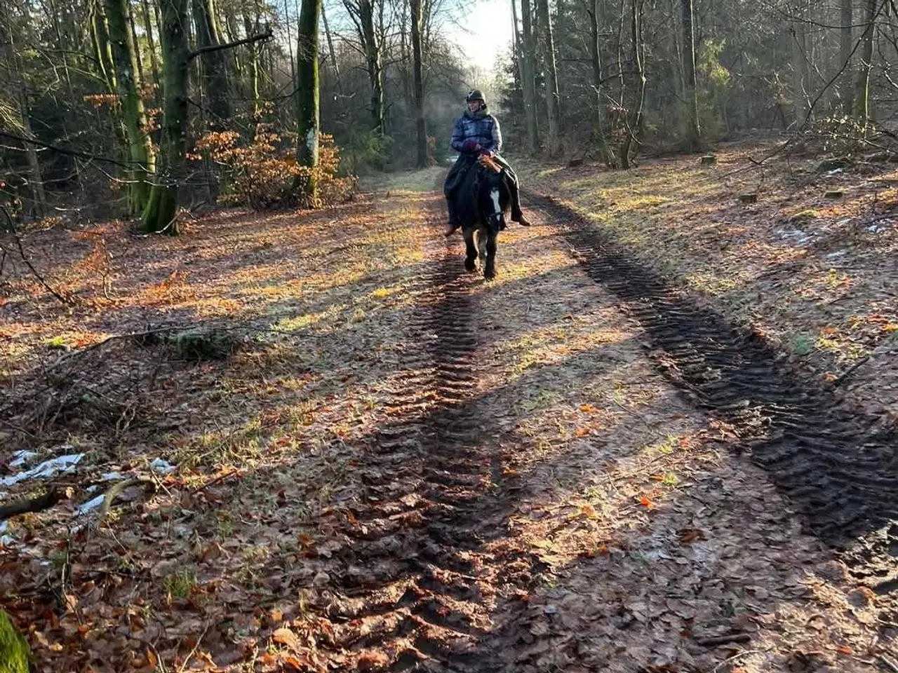 Billede 7 - Gypsy Vallak 