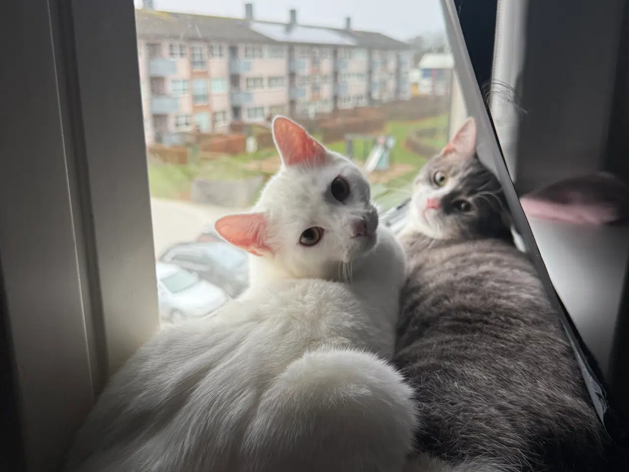 Billede 1 - 2 søde han killinger 