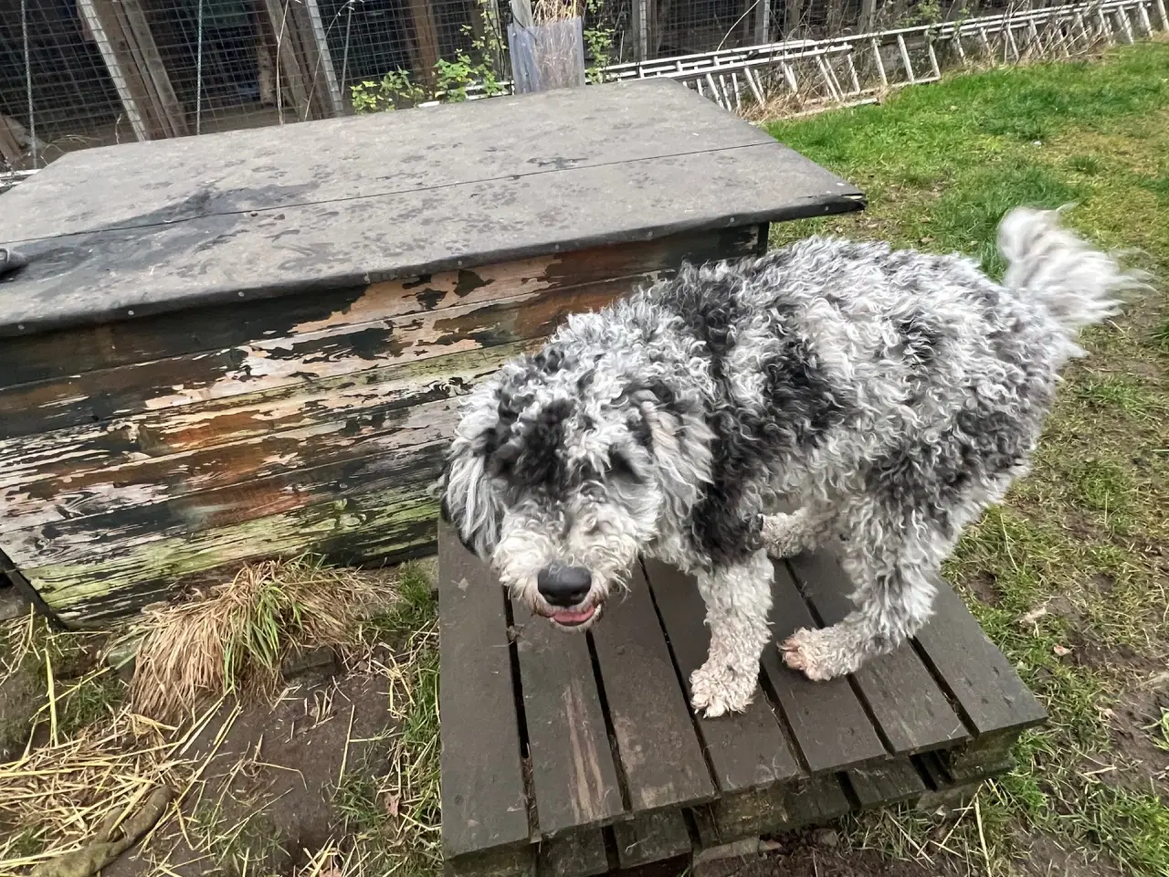 Billede 2 - Lagotto / Spansk Vandhund / Cocker