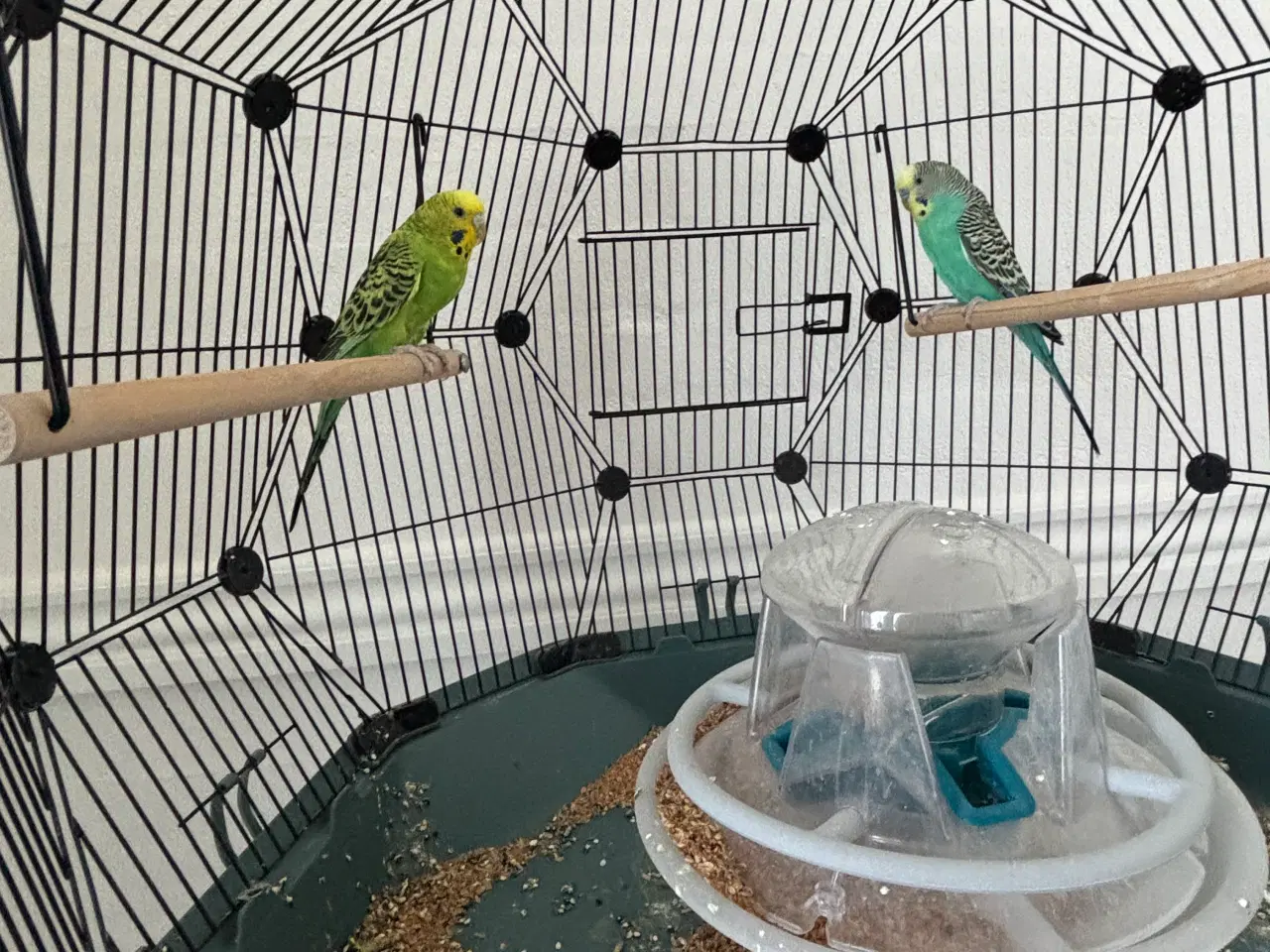 Billede 4 - Undulatbur med stativ og 2 undulater