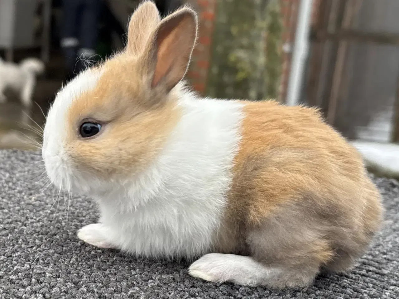 Billede 5 - HOLLÆNDER HAN MADAGASCAR