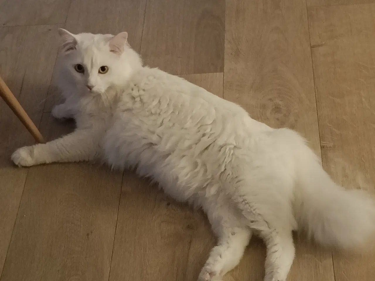 Billede 3 - Hankat blanding