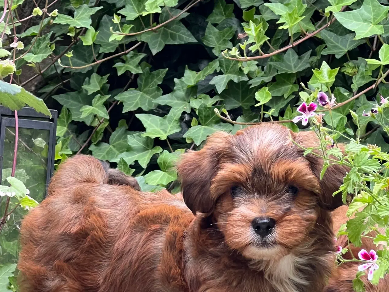 Billede 5 - 🧡Søde & Smukke Bichon Havanais 🧡