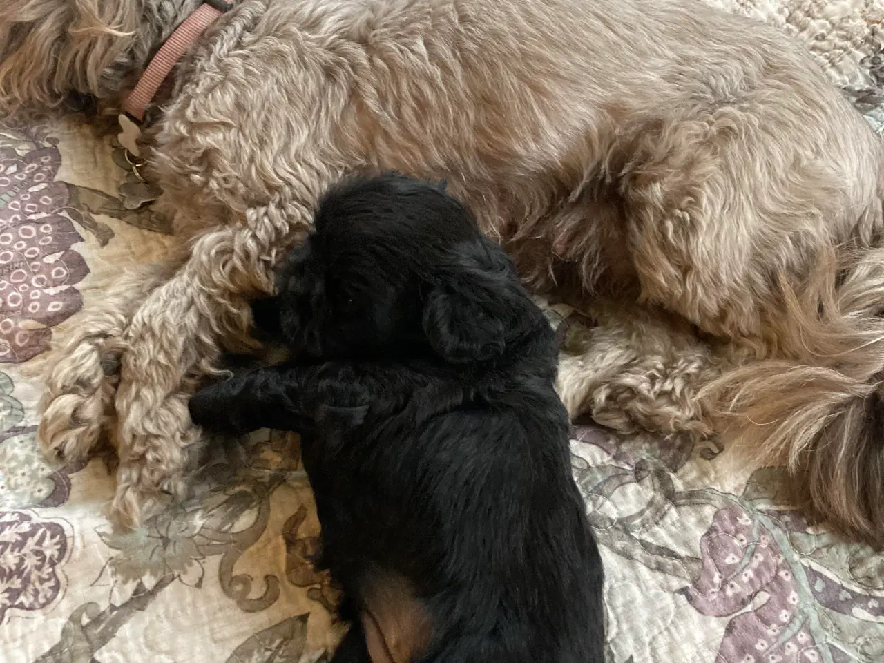 Billede 4 - Shih Poo 