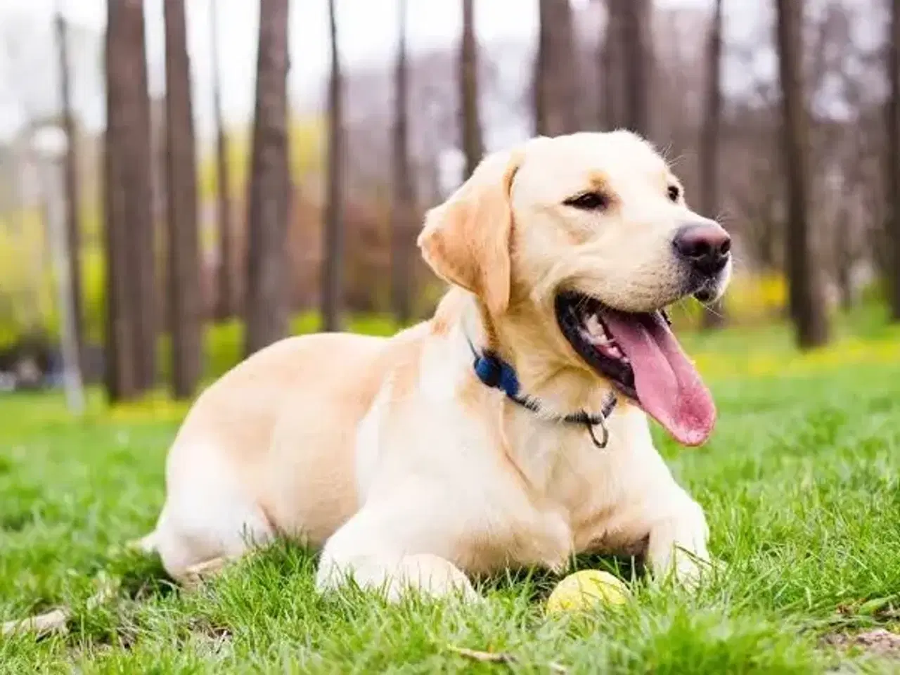 Billede 1 - Jeg søger en Labrador eller Golden Retriever